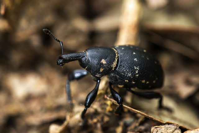 Curculionidae: Hylobius abietis o mi sbaglio? No (e s) : Liparus coronatus